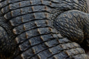 Crocodile Leather: Timeless Luxury
